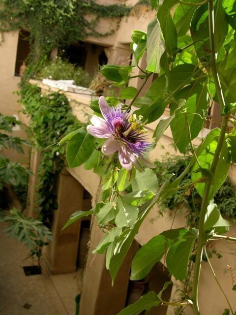 Hotel Dar Zahia Taroudant Exterior foto