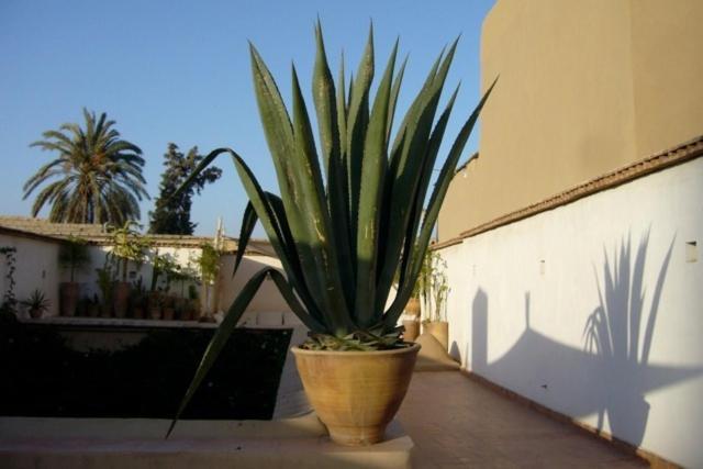 Hotel Dar Zahia Taroudant Exterior foto